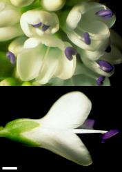 Veronica urvilleana. Flowers. Scale = 1 mm.
 Image: W.M. Malcolm © Te Papa CC-BY-NC 3.0 NZ